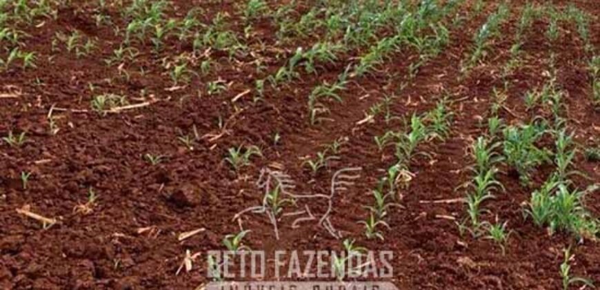 Fazenda à Venda Alta Produtividade em Soja 653 Alqueires | Alvaiporã / PR Fazenda à Venda Alta Produtividade em Soja 653 Alqueires | Alvaiporã / PR