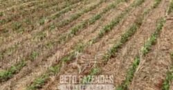 Fazenda à Venda Alta Produtividade em Soja 653 Alqueires | Alvaiporã / PR Fazenda à Venda Alta Produtividade em Soja 653 Alqueires | Alvaiporã / PR