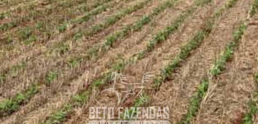 Fazenda à Venda Alta Produtividade em Soja 653 Alqueires | Alvaiporã / PR Fazenda à Venda Alta Produtividade em Soja 653 Alqueires | Alvaiporã / PR