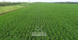 Fazenda à Venda 2.100 Alqueires Estrutura Completa em Pecuária | São Geraldo do Araguaia/PA