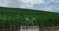 Fazenda à Venda 2.100 Alqueires Estrutura Completa em Pecuária | São Geraldo do Araguaia/PA