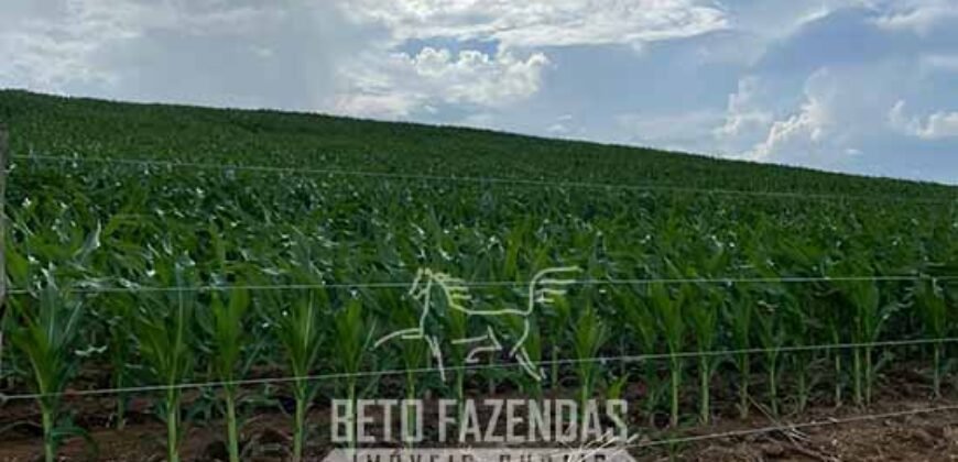 Fazenda à Venda 2.100 Alqueires Estrutura Completa em Pecuária | São Geraldo do Araguaia/PA