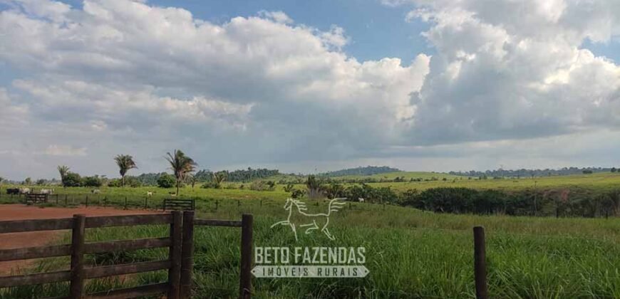 Fazenda à Venda 2.100 Alqueires Estrutura Completa em Pecuária | São Geraldo do Araguaia/PA