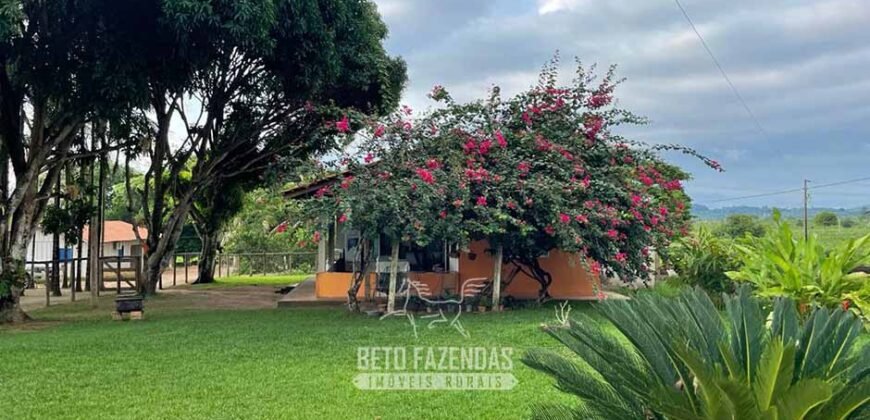 Fazenda à Venda 2.100 Alqueires Estrutura Completa em Pecuária | São Geraldo do Araguaia/PA