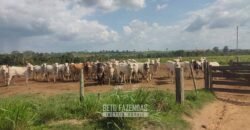 Fazenda à Venda 2.100 Alqueires Estrutura Completa em Pecuária | São Geraldo do Araguaia/PA