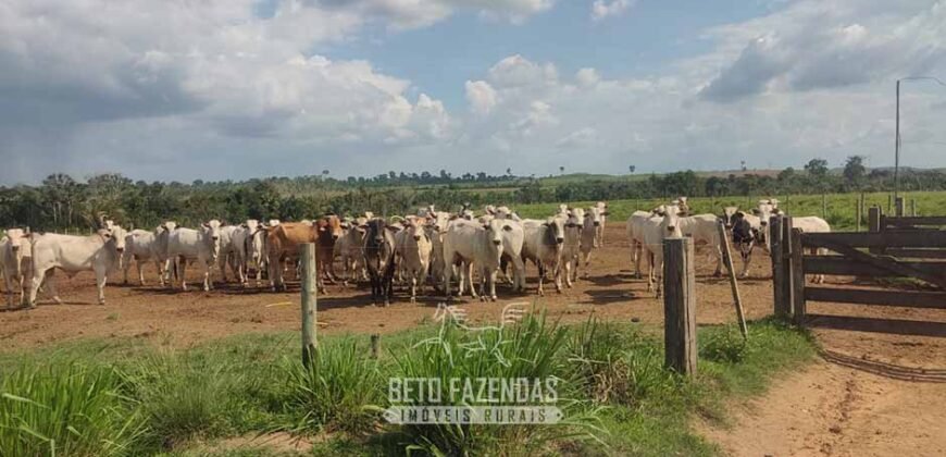 Fazenda à Venda 2.100 Alqueires Estrutura Completa em Pecuária | São Geraldo do Araguaia/PA