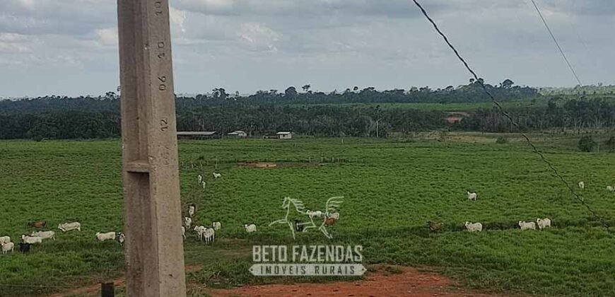 Fazenda à Venda 2.100 Alqueires Estrutura Completa em Pecuária | São Geraldo do Araguaia/PA