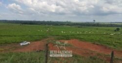Fazenda à Venda 2.100 Alqueires Estrutura Completa em Pecuária | São Geraldo do Araguaia/PA
