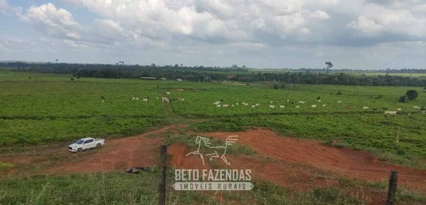 Fazenda à Venda 2.100 Alqueires Estrutura Completa em Pecuária | São Geraldo do Araguaia/PA