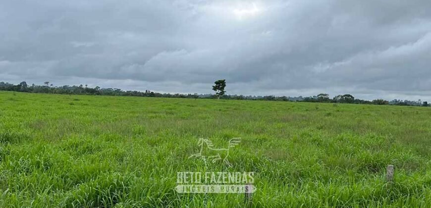 Fazenda à Venda 2.100 Alqueires Estrutura Completa em Pecuária | São Geraldo do Araguaia/PA