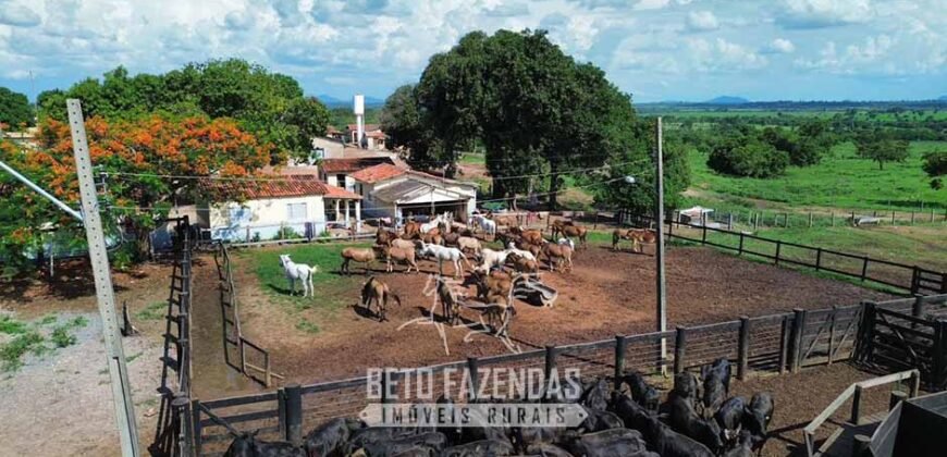 Fazenda à Venda 2.100 Hectares Dupla Aptidão com Pista de Pouso | Santana do Araguaia/ PA