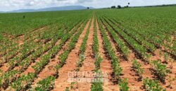 Fazenda à Venda 2.100 Hectares Dupla Aptidão com Pista de Pouso | Santana do Araguaia/ PA