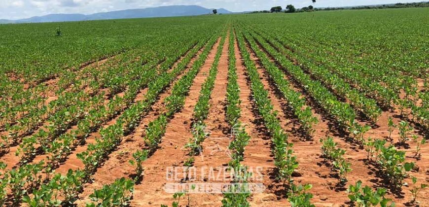 Fazenda à Venda 2.100 Hectares Dupla Aptidão com Pista de Pouso | Santana do Araguaia/ PA