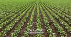 Fazenda à Venda 2.100 Hectares Dupla Aptidão com Pista de Pouso | Santana do Araguaia/ PA