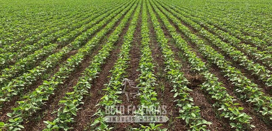 Fazenda à Venda 2.100 Hectares Dupla Aptidão com Pista de Pouso | Santana do Araguaia/ PA