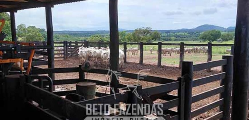 Fazenda à Venda 2.100 Hectares Dupla Aptidão com Pista de Pouso | Santana do Araguaia/ PA