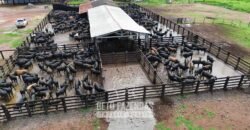 Fazenda à Venda 2.100 Hectares Dupla Aptidão com Pista de Pouso | Santana do Araguaia/ PA