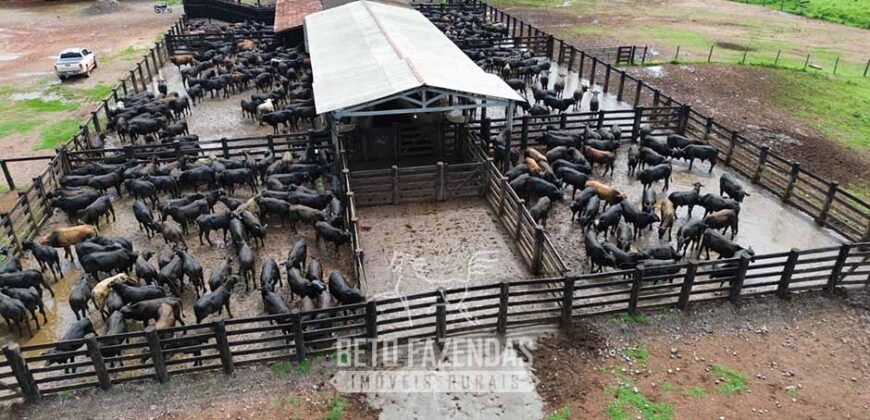 Fazenda à Venda 2.100 Hectares Dupla Aptidão com Pista de Pouso | Santana do Araguaia/ PA