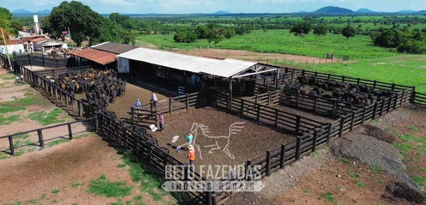 Fazenda à Venda 2.100 Hectares Dupla Aptidão com Pista de Pouso | Santana do Araguaia/ PA