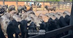 Fazenda à Venda 2.100 Hectares Dupla Aptidão com Pista de Pouso | Santana do Araguaia/ PA