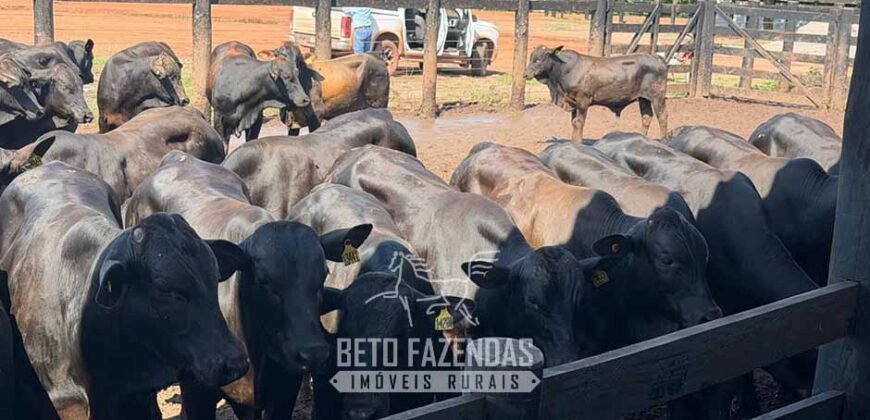 Fazenda à Venda 2.100 Hectares Dupla Aptidão com Pista de Pouso | Santana do Araguaia/ PA