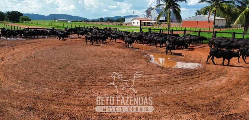 Fazenda à Venda 2.100 Hectares Dupla Aptidão com Pista de Pouso | Santana do Araguaia/ PA