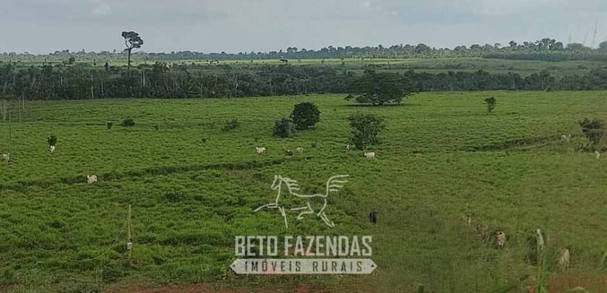 Fazenda à Venda 2.100 Hectares Dupla Aptidão com Pista de Pouso | Santana do Araguaia/ PA