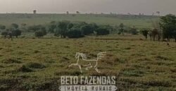 Fazenda à Venda 9.680 Hectares Dupla Aptidão | Vale do Araguaia/ MT