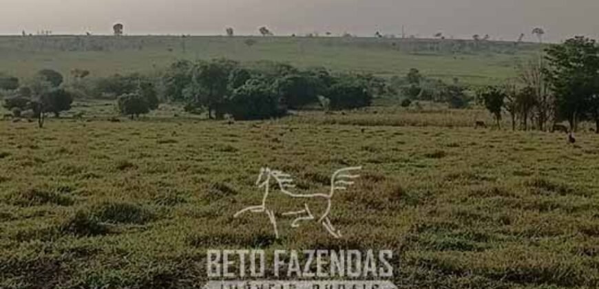 Fazenda à Venda 9.680 Hectares Dupla Aptidão | Vale do Araguaia/ MT