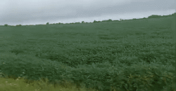 Fazenda à Venda 12.565 Hectares Dupla Aptidão com Pista de Pouso | São Geraldo do Araguaia/ PA