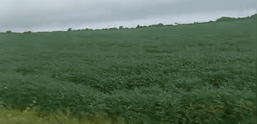 Fazenda à Venda 12.565 Hectares Dupla Aptidão com Pista de Pouso | São Geraldo do Araguaia/ PA