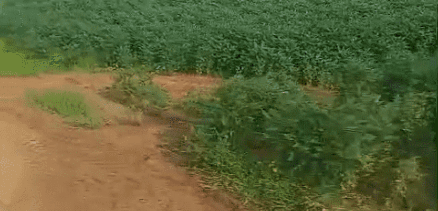 Fazenda à Venda 12.565 Hectares Dupla Aptidão com Pista de Pouso | São Geraldo do Araguaia/ PA