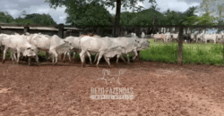 Fazenda à Venda 2.100 Alqueires Estrutura Completa em Pecuária | São Geraldo do Araguaia/PA