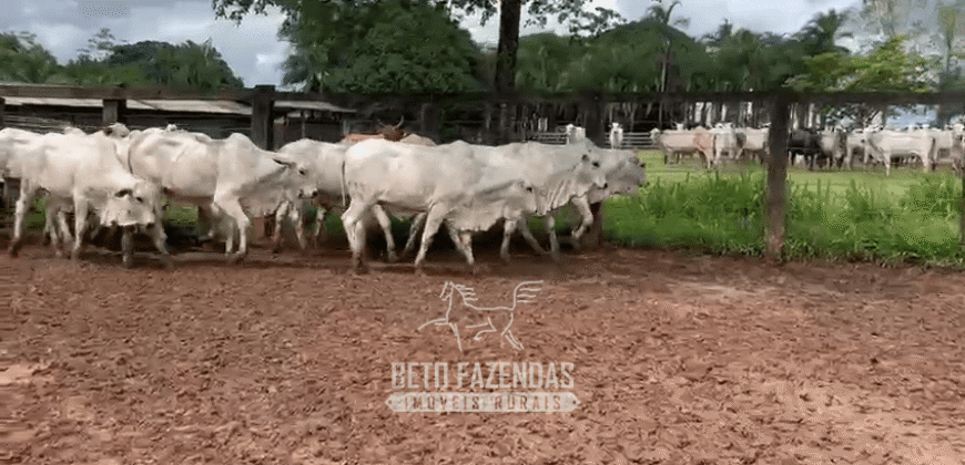 Fazenda à Venda 2.100 Alqueires Estrutura Completa em Pecuária | São Geraldo do Araguaia/PA