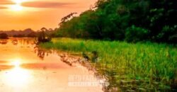Maior Área de Floresta Privada do Mundo à Venda c/ 1 Milhão de Hectares na Amazônia/ AM