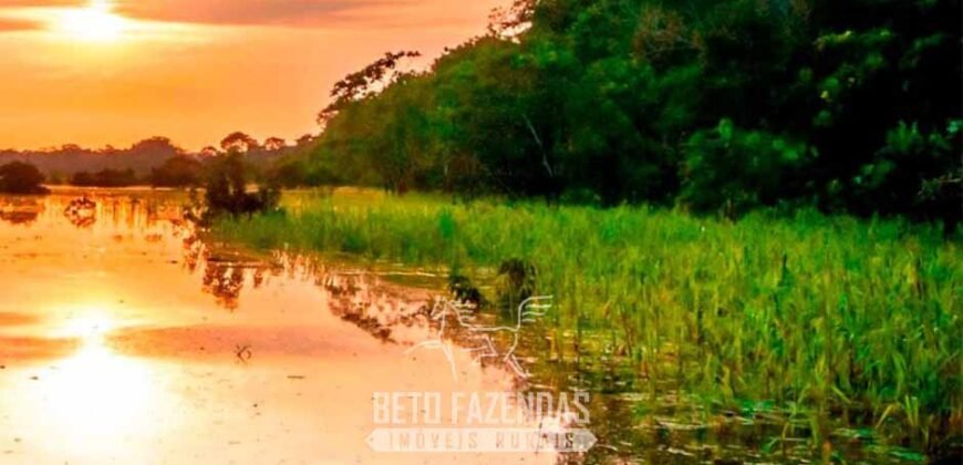 Maior Área de Floresta Privada do Mundo à Venda c/ 1 Milhão de Hectares na Amazônia/ AM