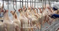 Frigorífico Exportador à Venda 330.000 m² SIF China Alta Performace | MS