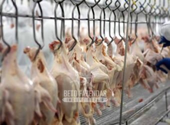 Frigorífico Exportador à Venda 330.000 m² SIF China Alta Performace | MS