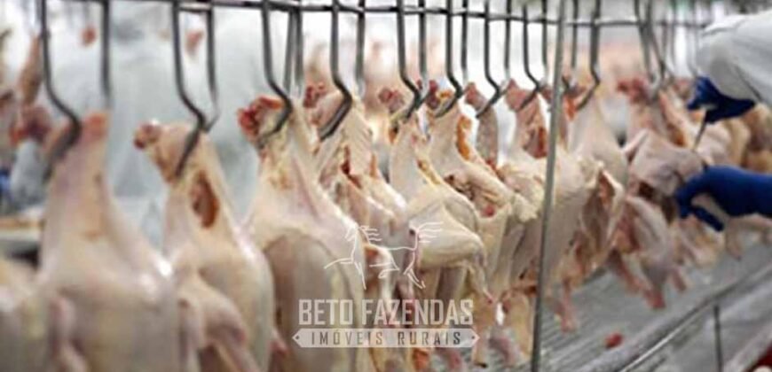 Frigorífico Exportador à Venda 330.000 m² SIF China Alta Performace | MS