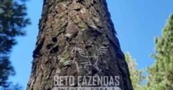 Fazenda de Pinus, Araucária e Eucalipto 3.199 Hectares Ativo Florestal para Industria e Crédito de carbono | Cambará do Sul/ RS Fazenda de Pinus, Araucária e Eucalipto 3.199 Hectares Ativo Florestal para Industria e Crédito de carbono | Cambará do Sul/ RS