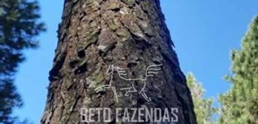 Fazenda de Pinus, Araucária e Eucalipto 3.199 Hectares Ativo Florestal para Industria e Crédito de carbono | Cambará do Sul/ RS Fazenda de Pinus, Araucária e Eucalipto 3.199 Hectares Ativo Florestal para Industria e Crédito de carbono | Cambará do Sul/ RS