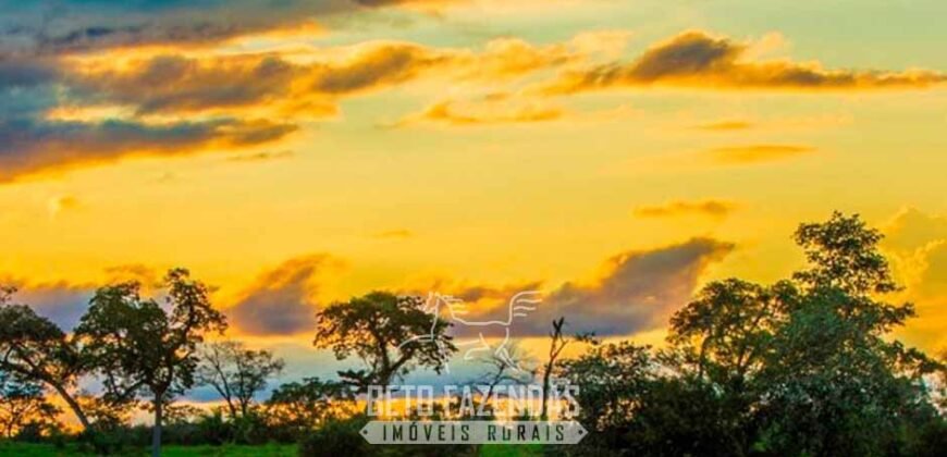 Maior Área de Floresta Privada do Mundo à Venda c/ 1 Milhão de Hectares na Amazônia/ AM