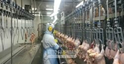 Frigorífico à Venda Bovino e Suino Certificado Mercado Internacional | Região Sul