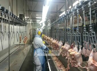 Frigorífico à Venda Bovino e Suino Certificado Mercado Internacional | Região Sul