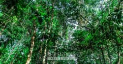 Maior Área de Floresta Privada do Mundo à Venda c/ 1 Milhão de Hectares na Amazônia/ AM