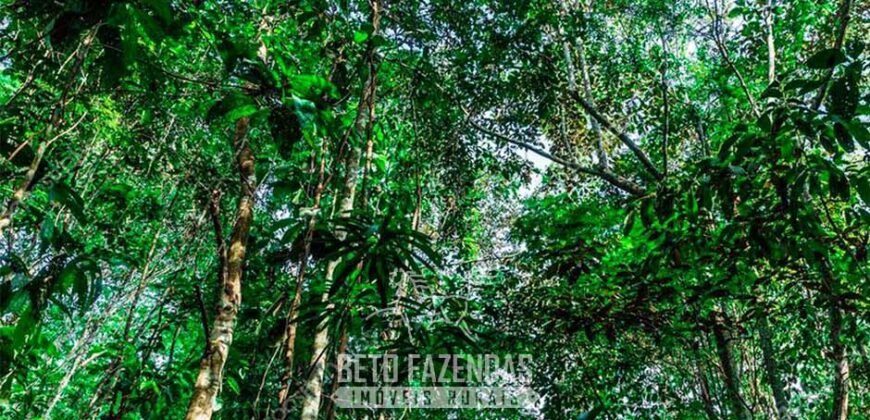 Maior Área de Floresta Privada do Mundo à Venda c/ 1 Milhão de Hectares na Amazônia/ AM