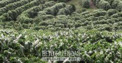 Fazenda de Café à Venda 1.100 Hectares Infraestrutura Completa e Documentada | Capelinha/ MG