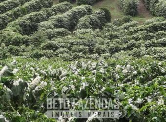 Fazenda de Café à Venda 1.100 Hectares Infraestrutura Completa e Documentada | Capelinha/ MG Fazenda de Café à Venda 1.100 Hectares Infraestrutura Completa e Documentada | Capelinha/ MG