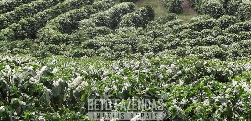 Fazenda de Café à Venda 1.100 Hectares Infraestrutura Completa e Documentada | Capelinha/ MG