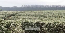 Fazenda de Café à Venda 1.100 Hectares Infraestrutura Completa e Documentada | Capelinha/ MG